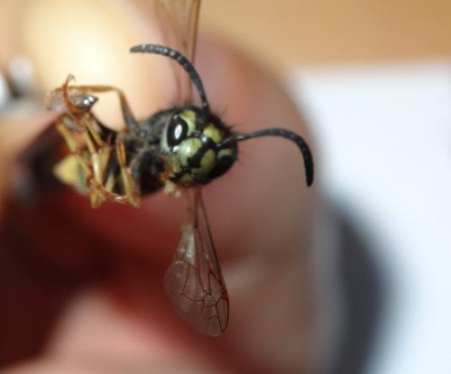Vespula vulgaris